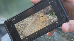 Pri Nitre vídajú miláčika Indiánov, ochranári najväčšieho žijúceho hlodavca odchytiť neplánujú