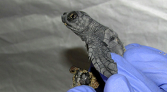 Unikátna operácia. Oddelili siamské dvojčatá, ktoré sú vo svete raritou