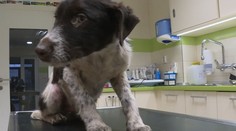 Z osady sme vzali zúbožených psíkov. Obyvatelia nás napadli palicami a kameňmi