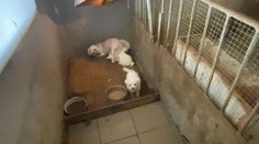 Chované v chlievoch a vo vlastných výkaloch: Ukážeme vám odhalenú množiareň