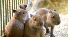 V košickej zoo majú unikátny prírastok. Poznáte tieto zvieratká?