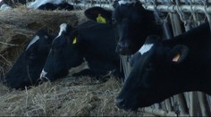 Aké je pápežove obľúbené jedlo? Pomôcka: Vegetarián rozhodne nie je