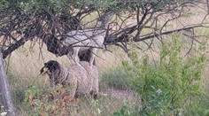 Rohatí parťáci z Gemera: Maškrtný a vynaliezavý cap sa spolčil s baranom