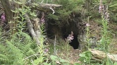 Kriváň ukrýva mnoho malých baní. Naši predkovia v nich hľadali zlato