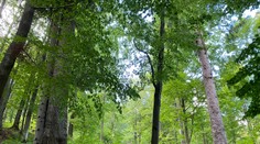 Lesy SR majú nového povereného generálneho riaditeľa