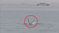 Nové detaily smrtiaceho útoku žraloka v Egypte: Svedkovia opísali abnormálne správanie predátora