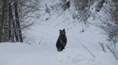 Zimný spánok mu nič nehovorí. Obec pod Kráľovou hoľou čelí nočným nájazdom medveďa