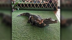 Pri veľkej protidrogovej akcii zaistili aj krokodíla. Vieme, ako dopadol