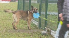 Veľké psy sa dožívajú menej ako malé. Americká spoločnosť vyvíja liek, ktorý im môže predĺžiť život