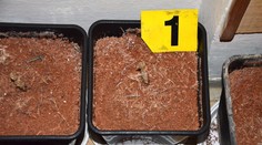 Holanďania údajne pašovali drogy do Británie v sanitkách