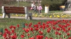 Dolný Kubín sa stal najvoňavejšim mestom. Skrášľujú ho desiatky tisíc kvetov