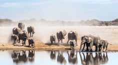 V Namíbii odstrelili desať slonov z obáv, že pošliapu úrodu. Vraj nemali na výber