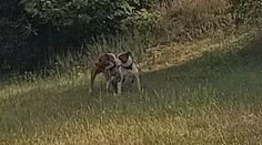 Útok dvoch agresívnych stafordov v Nitre: Brutálne napadli a zabili psa, zranili aj jednu ženu