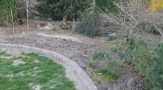 Spúšť v košickej botanickej záhrade: Diviaky zožrali tisíce cibuľovín