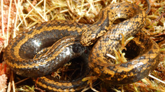 Nový druh hada pomenovali po hercovi Harrisonovi Fordovi