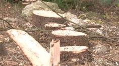 Vlastnými telami zachraňovali stromy. Nepomohlo