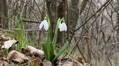 FOTO: Jar v Bratislave je tu: Na Devínskej Kobyle rozkvitli snežienky