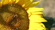 FOTO: Muž vypestoval rekordnú slnečnicu. Jej výška sa šplhá k 10 metrom