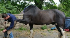 Na tejto fotke niečo nesedí. Kôň je bez hlavy?