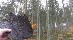 Práce na odstraňovaní lykožrútovej kalamity na Muránskej planine stoja, dôvodom je nábor nový pracovníkov