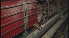 Farmárovi došli peniaze na chov sliepok, denne ich tak nechal uhynúť aj niekoľko tisíc