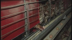 Farmárovi došli peniaze na chov sliepok, denne ich tak nechal uhynúť aj niekoľko tisíc