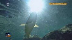 Väčšia sloboda pre Belú