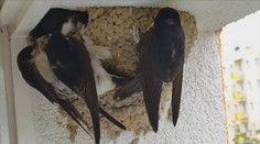 Lastovičiek a belorítok je na Slovensku už žalostne málo. Nemajú si kde postaviť hniezda