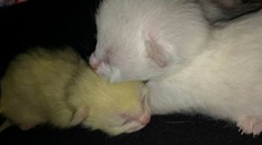 Nevídaný úkaz. Na Slovensku sa narodilo žlté mačiatko