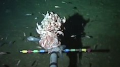 Vedci natočili na najhlbšom mieste na Zemi nový druh ryby