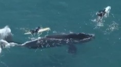 Úžasné video: Obrovská veľryba plávala na plážach v Sydney