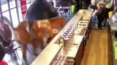 VIDEO: Do baru vtrhol divoký zákazník. Precválal barom a všetkých vystrašil