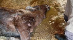 Gravidná losica neprežila ťažký zápal. Česká zoo viní návštevníkov