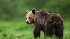 Liptovský Mikuláš vyhlásil v súvislosti s medveďmi mimoriadnu situáciu