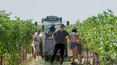 Zberači vo vinohradoch pracujú od rána do večera. Vinári si hrozno tento rok pochvaľujú, burčiak už je v ponuke