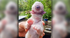 Hračka prírody: Na Filipínach sa narodilo šteniatko so vzácnou genetickou poruchou