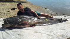 GALÉRIA: Z Dunaja vytiahol asi 40-ročného obra. Meral takmer dva a pol metra a vážil metrák