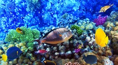 Ak chováte rybičky, môžete dostať rybací ekzém