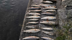 Na rieke Turiec došlo k masívnemu úhynu rýb. Prípad vyšetruje polícia