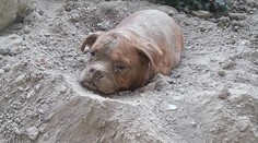 Otrasný nález počas prechádzky. Pes bol pochovaný zaživa