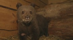 Ochranári zachránili medvedie siroty, v brlohu vyplakávali niekoľko dní