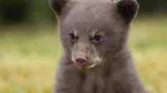 Švajčiarska zoo zabila a vypchala malé medvieďa