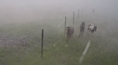 Jazdecká škola v Závadke sa po búrke stala terčom osočovania. Nepoznáte kone, reaguje majiteľka
