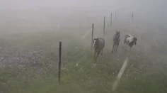 Jazdecká škola v Závadke sa po búrke stala terčom osočovania. Nepoznáte kone, reaguje majiteľka