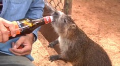 Tieto „mega“ potkany pijú rum aj kávu. Nie, nesníva sa vám