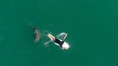 Surfistu pred útokom žraloka zachránil dron. Zábery ukazujú, že chýbalo málo