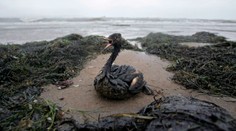 Ekologická katastrofa v Čiernom mori. Ropné látky z ruských tankerov znečistili desiatky kilometrov pobrežia