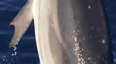 V Grécku spozorovali delfína s unikátnymi plutvami. Nič také sme ešte nevideli, tvrdia prekvapení vedci