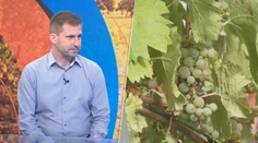 Hrozna bude menej. Vinár priblížil, čo môže priniesť extrémne sucho