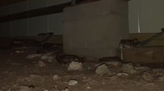 VIDEO: Hrozivý nález pod domom. Majiteľ tam našiel desiatky jedovatých štrkáčov